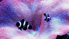 16 best saltwater aquarium