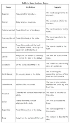 34 Medical Anatomy And Physiology Review Worksheet - Worksheet Database