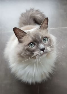 12 Idees De Chat Poil Long Chat Poil Long Chats Et Chatons Chats Adorables 12 Idees De Chat Poil Long Chat Poil Long Chats Et Chatons Chats Adorables