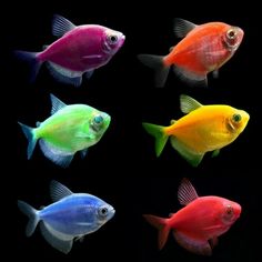 44 best glo fish