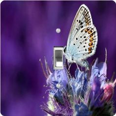 Rikki Knight Tropical Butterflies Single Outlet Plate