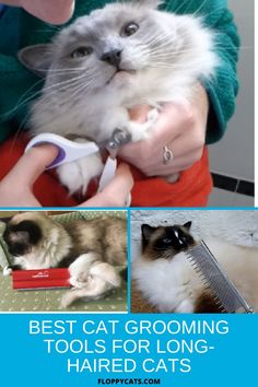 900 Cat Accessories Ideas In 2021 Cat Accessories Cat Collars Cats