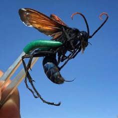 8 best tarantula hawk