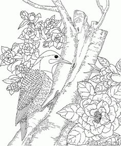 The Free Coloring Pages World Of Animals Will Introduce Children To Birds Topic Download And Print Out Right Away
