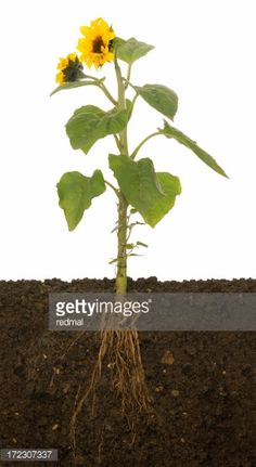 根っこ のアイデア 40 件 根っこ 花の植え付け オーガニック菜園 根っこ のアイデア 40 件 根っこ 花の植え付け オーガニック菜園