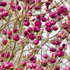 Lily Magnolia Tree For Outside Kitchen Sink Window Garden Trees Black Tulip Magnolia Is Top Of Our Holiday Wish List Its Dramatic Pink Tulips Are