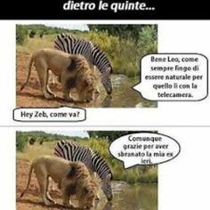 immagini da scaricare di animali