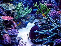 63 best reef t