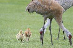 Sandhill Crane Family With Adopted Gosling Jocelyn >> 738 Best Precious Animals Images In 2019 Cute Dogs Whales Animales Sandhill Crane Family With Adopted Gosling Jocelyn >> 738 Best Precious Animals Images In 2019 Cute Dogs Whales Animales