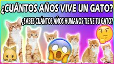 9 Ideas De Gatos Gatos Imagenes De La Selva Lenguaje De Los Gatos