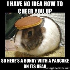 Bunny With Pancake On Head I Have No Idea How To Cheer You Up So Bunny With Pancake On Head I Have No Idea How To Cheer You Up So