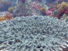 698 best montessori eii oceanography images in 2019 montessori