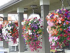 The 447 Best Hanging Basket N Flowerpots Images On Pinterest In 2018 Hanging Basket Using Cone Hanger Use Potting Mix Not Soil Great Directions For Making Your Own Planter