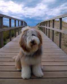 409 Best Bearded Collies Images Collie Dogs 409 Best Bearded Collies Images