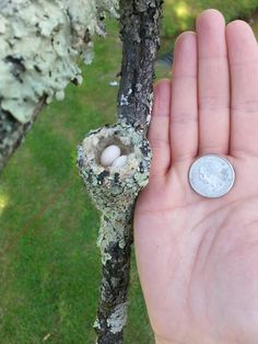 bella hummingbird nest bird cams explore bella hummingbird