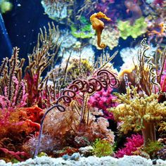 15 best chromis images
