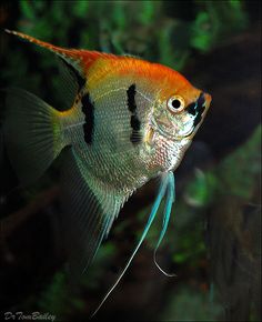 10 best fish tanks