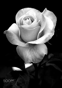 823 best black and