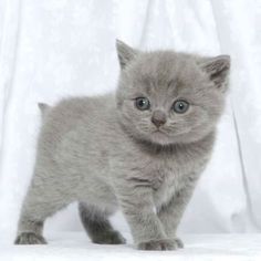 10 Immagini Fantastiche Di Gatto Certosino Chartreux Cat Grey