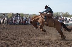 11 Best Horse Animation images | Horse animation, Horses 11 Best Horse Animation images | Horse animation, Horses