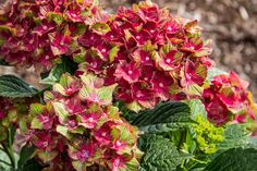 114 Best Bold Hydrangea Images On Pinterest In 2018 Limelight Hydrangea Mac Pistachio This Plant Is So Cool Variegated Blooms Of Green And Pink To Red Nice Shape A Must Have