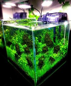 167 best 辦公桌小缸 images nano aquarium planted aquarium