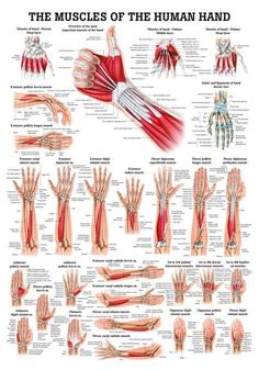 23 best radiculopathy images radiculopathy cervical shoulder symptom chart