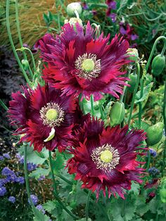 5607 Best Garden Ing Images In 2018 Outdoor Plants Flower Beds Papaver Hybridum Drama Queen Poppy Online At Annie S