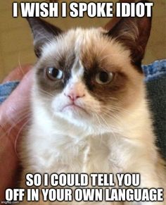 177 best cat memes