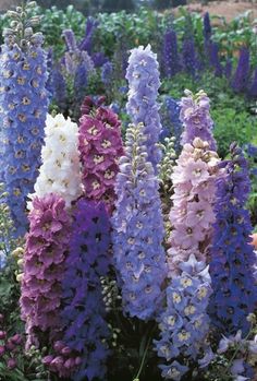 25 Giant Delphinium Magic Fountains Mix Flower Seeds Delphinium Seeds Pacific Giant Mix Wild Flowersblue