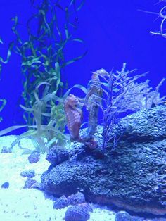 380 best fish tank