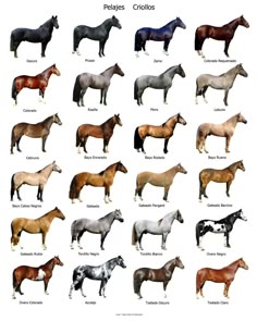 LA PAMPA GAUCHA: Pelagens de cavalos crioulos