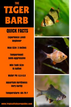 12 best aquarium accessories