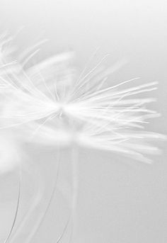 900 Idees De Blanc Blanc Fond D Ecran Telephone Fond D Ecran Colore 900 Idees De Blanc Blanc Fond D Ecran Telephone Fond D Ecran Colore