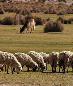selecting a guard llama homesteading and livestock livestock guard llamas