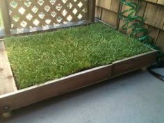 Dog Pee Area Balcony Dog Pee Area Balcony