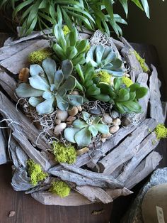 Concor Airplant-3-4-Tillandsia Air Plants-Terrarium Air Plants-Terrarium Supplies-Home Decor-Beach Wedding Decor-Terrarium Plants