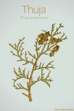 Thuja occidentalis diabetes tipo