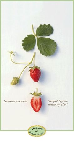 72 Best Garden Seed Companies Images On Pinterest Edible The Natural Gardening Company Oldest Certified Organic Nursery In Us Garden Yard Ideas