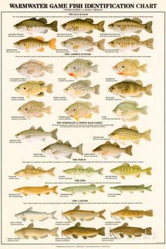 Grouper randkowy