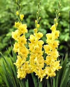 Gladiolos /'Byzantinus/' brillante bombilla de flores de verano caliente rosa Perenne