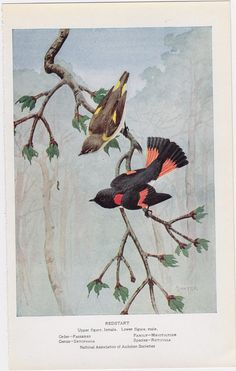 Vintage Audubon Bird Print Vintage Audubon Bird Print