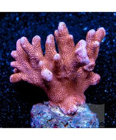 603 best hard corals