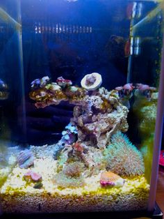 62 best acuarios marinos