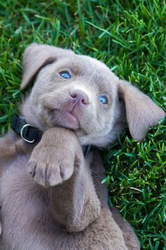 Silver Lab Puppy Labradorretriever Labradorretrieverpuppies