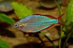 23 best aquarium fish