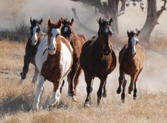 Farming Set of 5 CLYDESDALE HEAVY HORSES,Dray,Horse for a Cart Pictures #05