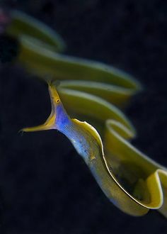 2841 best reef fish