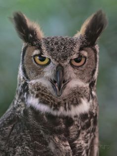 wildlife great horned owl photography cabin, country barn raptor farm birding oregon owl raptor