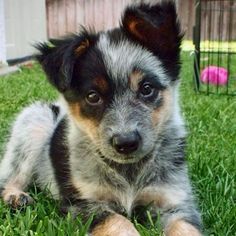 australian shepherd and german shepherd mix our dog australian shepherd blue heeler mix australian australian shepherd and german shepherd mix our dog australian shepherd blue heeler mix australian